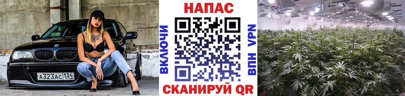 Марихуана семена Зеленокумск